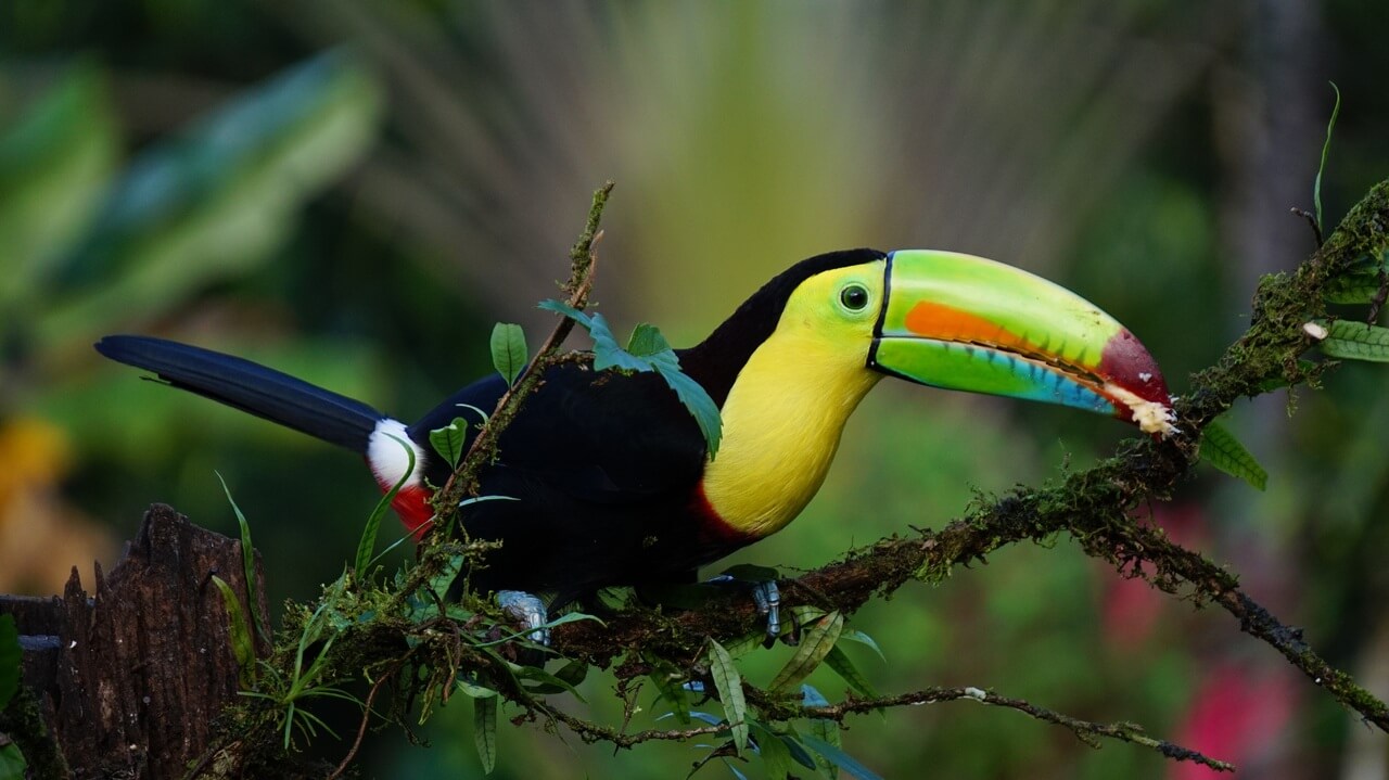 Costa Rica - escorted group tour | Exotic Vacations